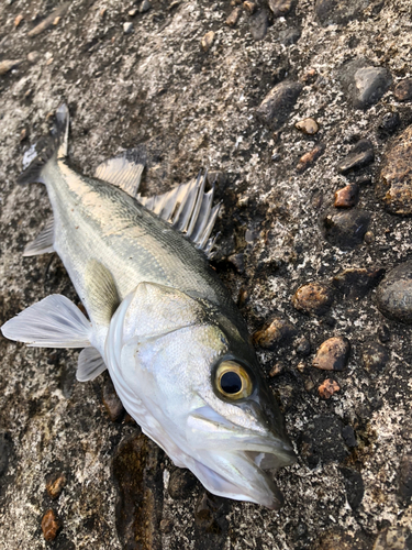 スズキの釣果