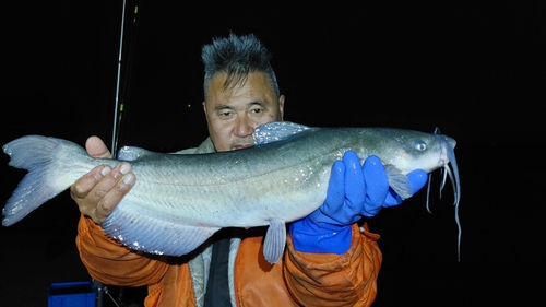 アメリカナマズの釣果