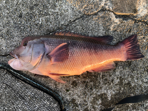 コブダイの釣果