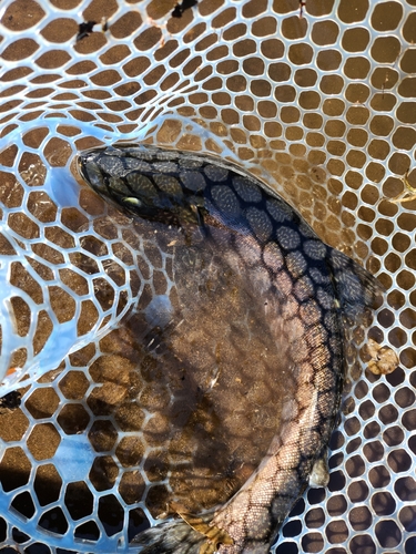 イワナの釣果