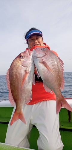 マダイの釣果