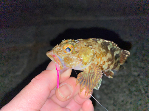 カサゴの釣果