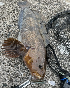 アイナメの釣果