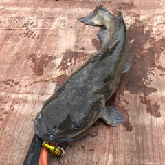 アメリカナマズの釣果