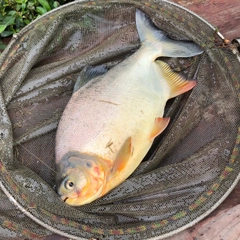 コロソマの釣果