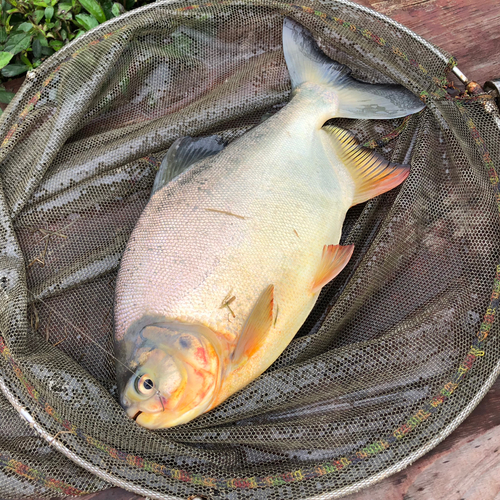 コロソマの釣果