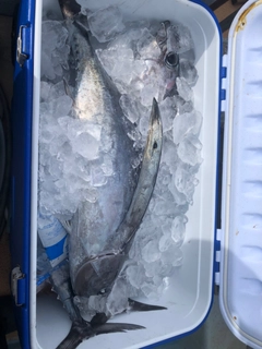 ビンチョウマグロの釣果