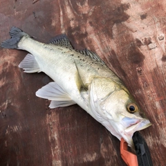 タイリクスズキの釣果