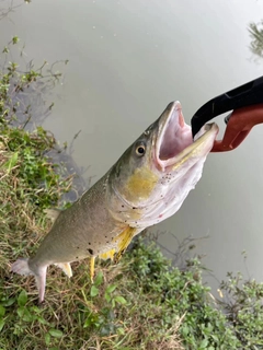 イエローチークの釣果