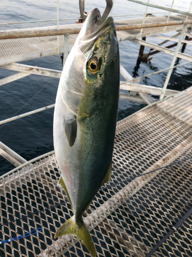 ハマチの釣果