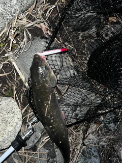 ニゴイの釣果