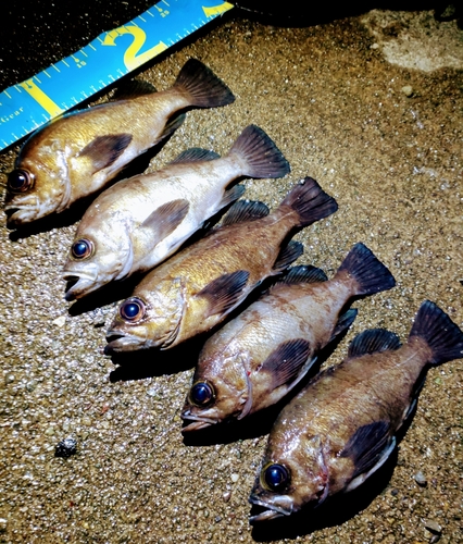 シロメバルの釣果