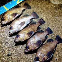 シロメバル