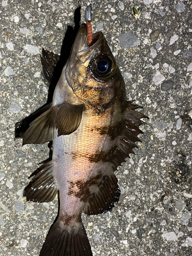 メバルの釣果