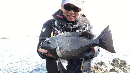 メジナの釣果