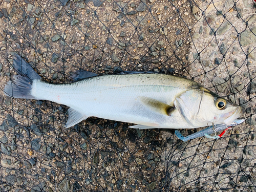 セイゴ（マルスズキ）の釣果