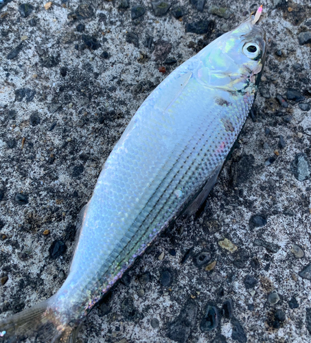 コノシロの釣果