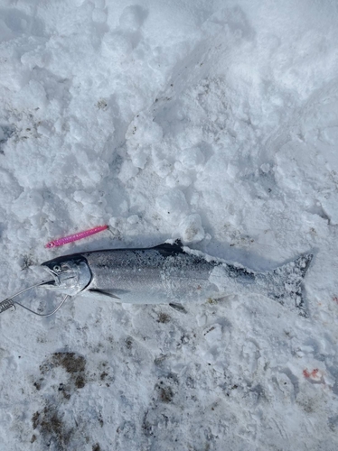 サクラマスの釣果