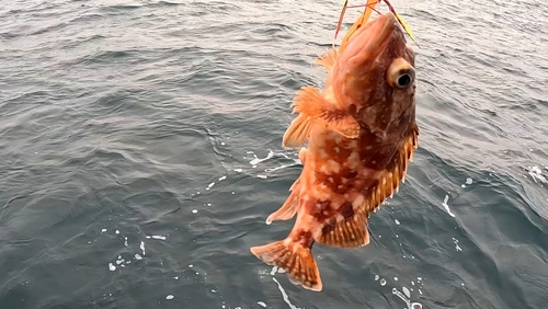 ウッカリカサゴの釣果