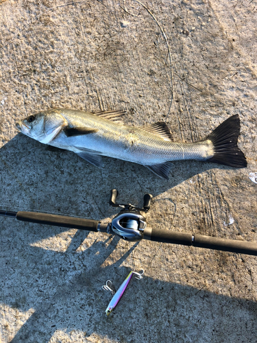 シーバスの釣果