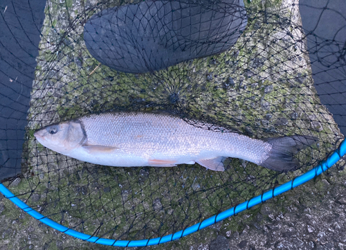 ウグイの釣果