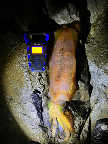 アオリイカの釣果