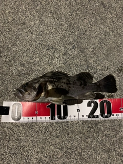 クロソイの釣果