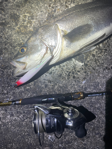 シーバスの釣果