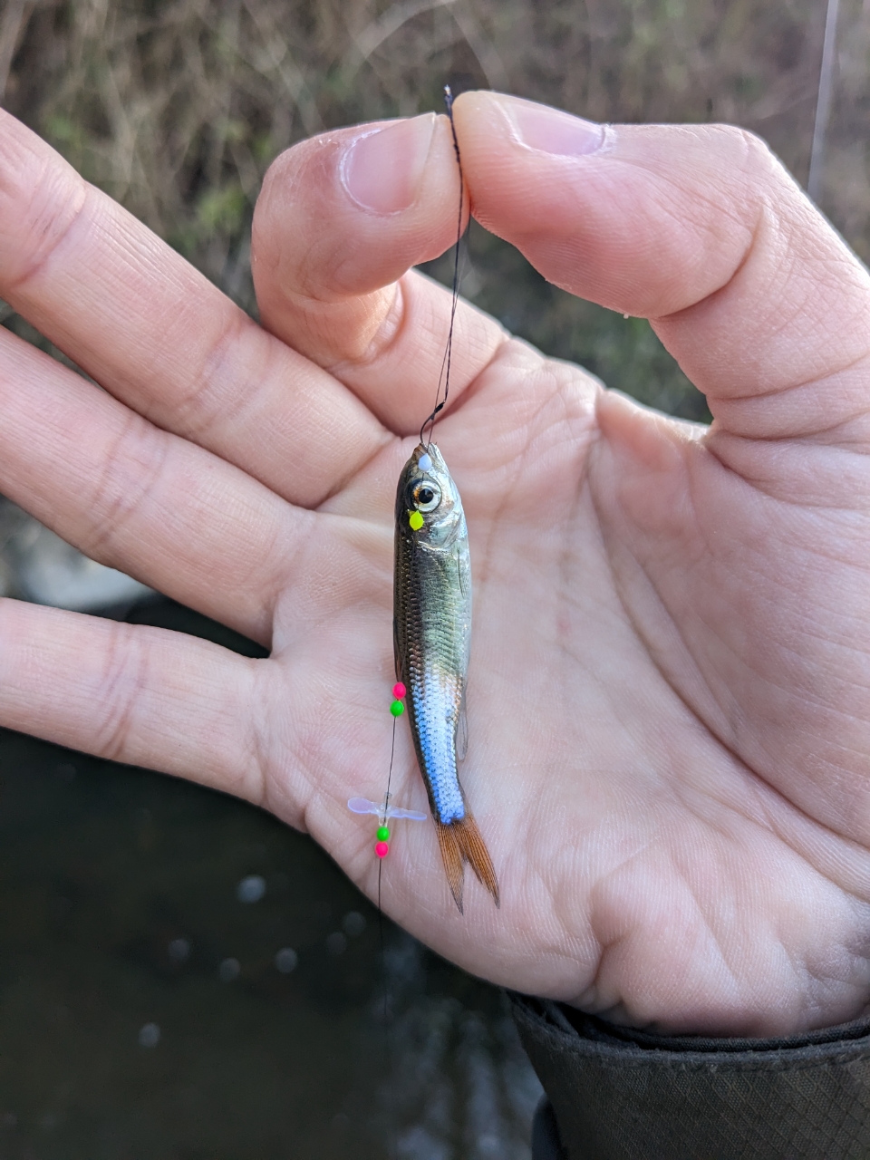 思川で釣れたオイカワの釣り・釣果情報 - アングラーズ