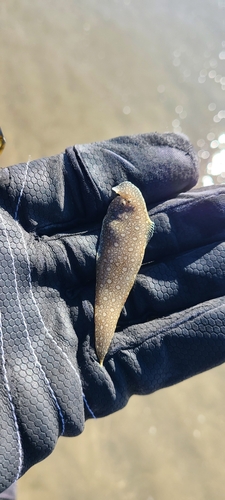 シタビラメの釣果