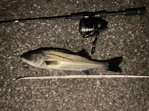 シーバスの釣果