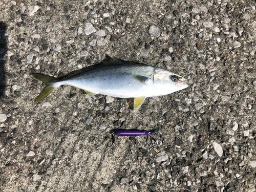 ヤズの釣果