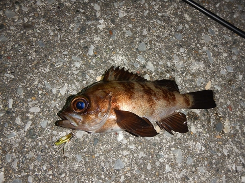 メバルの釣果