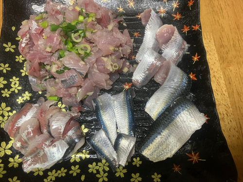 サッパの釣果