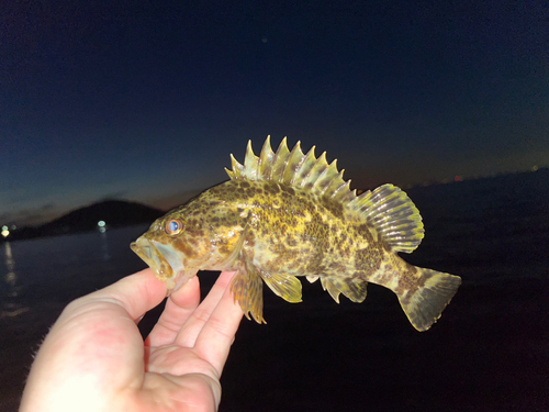 タケノコメバルの釣果