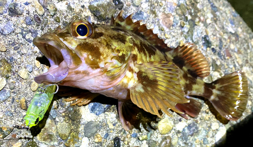 カサゴの釣果