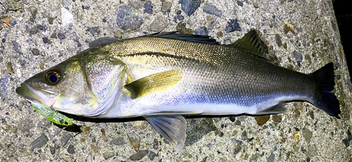 スズキの釣果