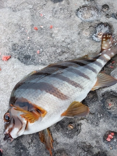 タカノハダイの釣果