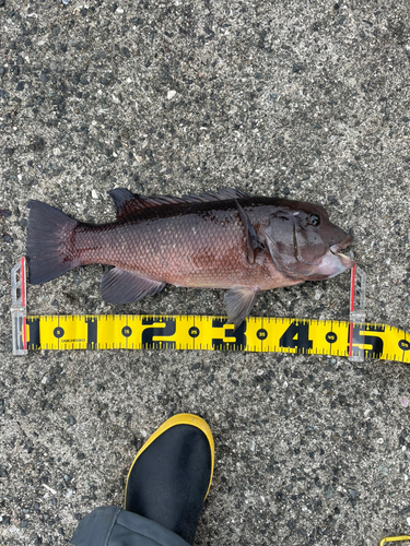 コブダイの釣果