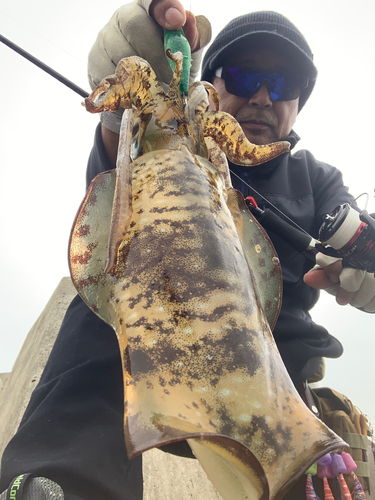 アオリイカの釣果