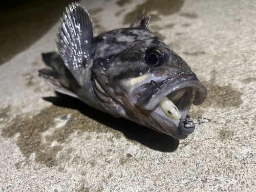 クロソイの釣果