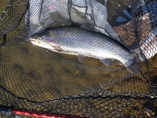 ヤシオマスの釣果