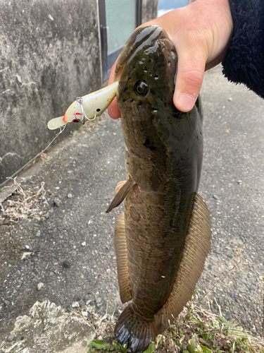 ライギョの釣果