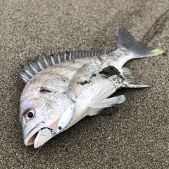 キビレの釣果