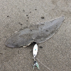 シタビラメの釣果