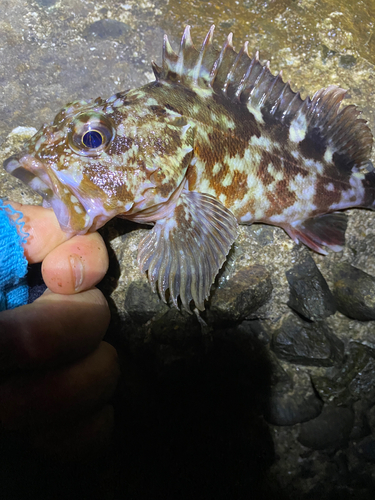 カサゴの釣果