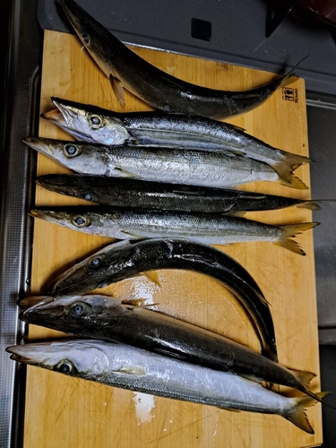 カマスの釣果