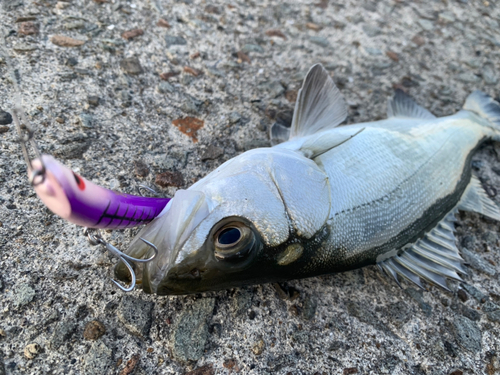 セイゴ（マルスズキ）の釣果