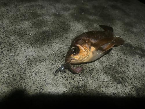 アカメバルの釣果