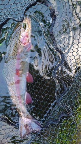 ニジマスの釣果